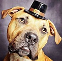 Happy Thanksgiving! From Tubs the pittie | Pit Bulls ...