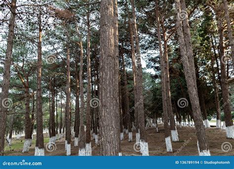 Majestic Green Pine Tree Forest Healthy Green Trees In A Forest Stock
