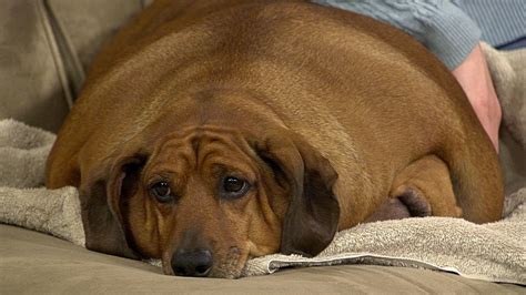 If Someone Has An Overweight Pet What Should They Be Feeding Himdr