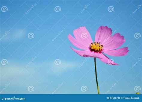 Cosmos Flower Stock Photo Image Of Blue Flower Summer 47658710