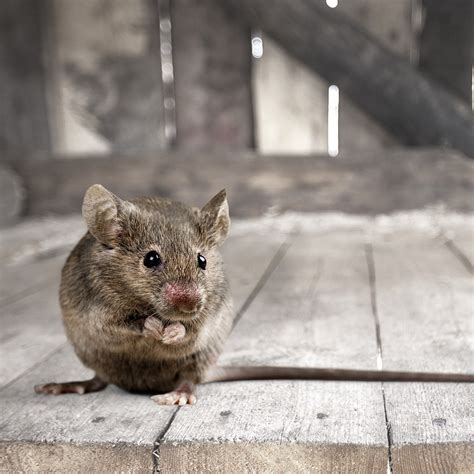 The 1 Reason Mice Are Dangerous · Extermpro