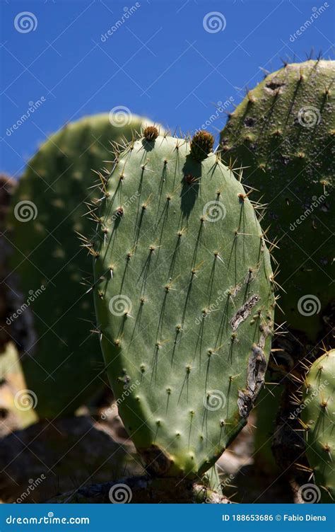 Sicilian Prickly Pear Stock Photo Image Of Natural 188653686