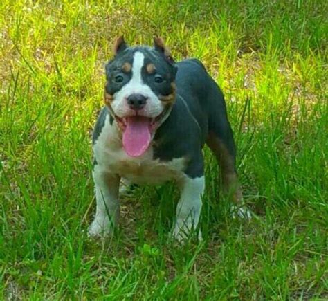 Blue Tri Bully Pup For Sale In Lakeland Florida Classified Americanlisted Com