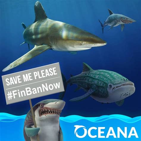 Us Sharks Need Your Help Sign In To The Oceana Petition To Ban The