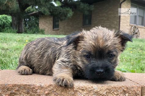 Trudy Cairn Terrier Puppy For Sale Near Salina Kansas 4065fdd0 0181