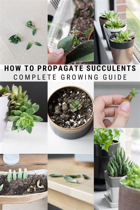 How To Propagate Succulents From Leaves And Cuttings Propagating