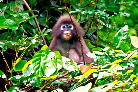 Khao Sok Jungle And Thailand Rainforest Khao Sok National Park Wildlife