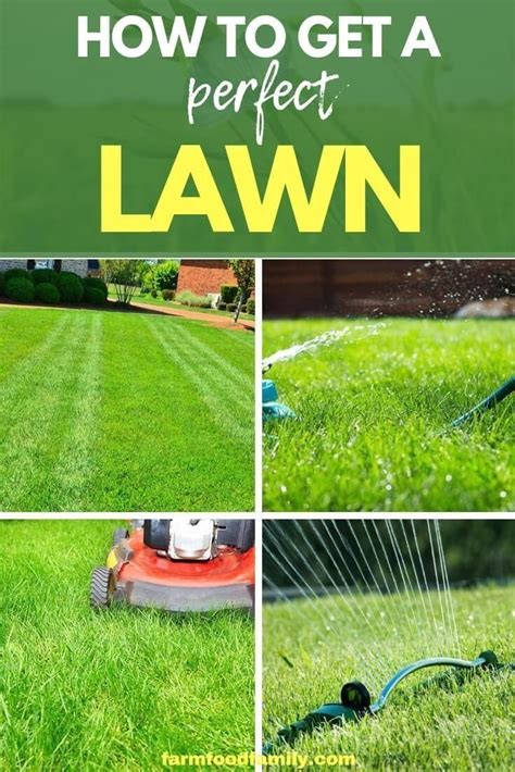 Lawn Care Tips How To Get A Perfect Lawn Lawn Care Tips Modern