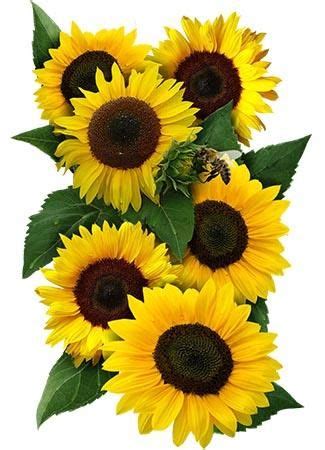 Dwarf Sunspot Sunflower Seeds For Planting Helianthus Annuus