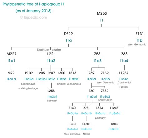 New phylogenetic tree of Haplogroup I1