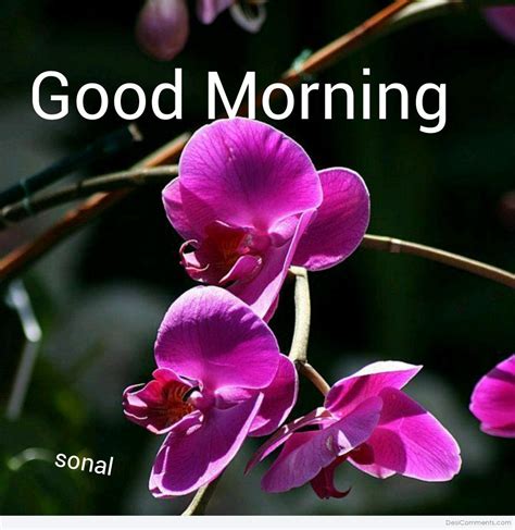 Good morning quotes in punjabi pics images. Good Morning With Purple Flower - DesiComments.com