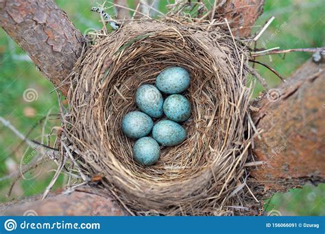 Eggs Of A Wild Bird Thrush Lying In The Nest On The Ptine Tree Stock