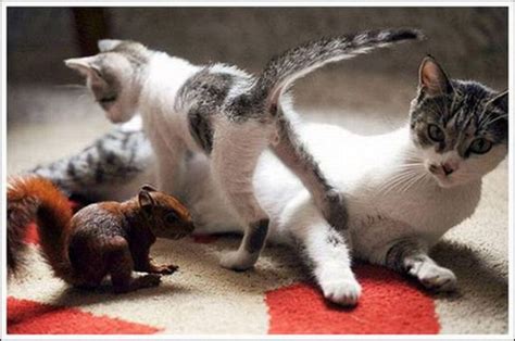 cats and a squirrel 10 pics