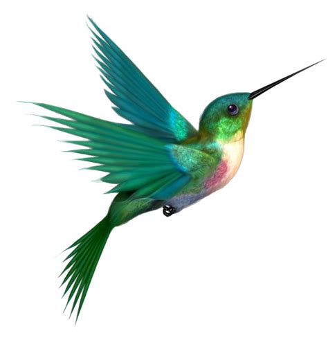 Hummingbird Tattoos Png Free File Download Png Play