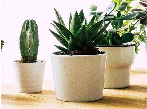 21 Small Indoor Plants For Apartment Living Pico