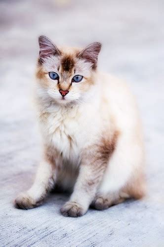 Huhhhhhhh Young Cat With Whitish Brown Fur And Blue Eyes