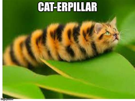 Caterpillar Imgflip