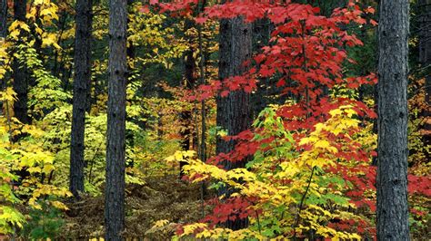 Autumn Season Michigan Colors 1920x1080 Wallpaper High