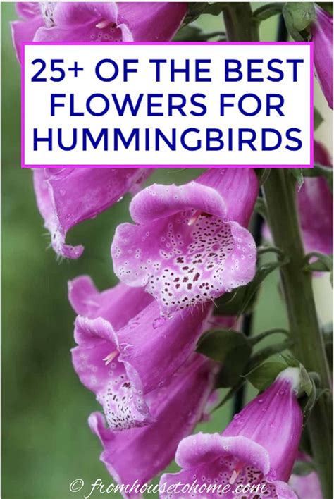 It's such a treat to see hummingbirds in your garden! Hummingbird Plants: 25+ Of The Best Flowers That Attract ...