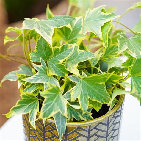 Hedera Helix Gold Child Bluszcz ~ 15cm Kwiaty I Rośliny Doniczkowe