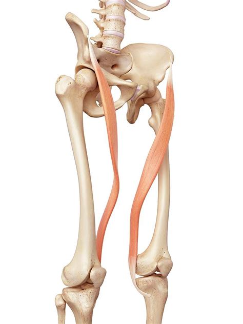 The sartorius muscle is the longest muscle in the entire human body. Human Muscles Of Leg Photograph by Sebastian Kaulitzki ...