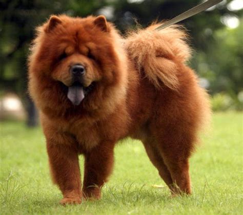Big Fluffy Dog Cão Animais Cães Chow Chow Material Do Cão