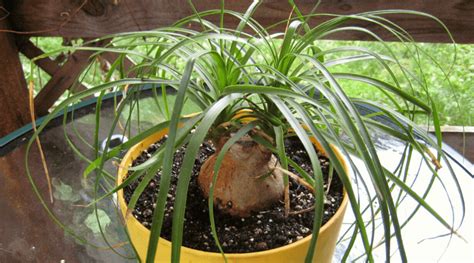 Ponytail Palm Guide How To Care For A Beaucarnea Recurvata Plant