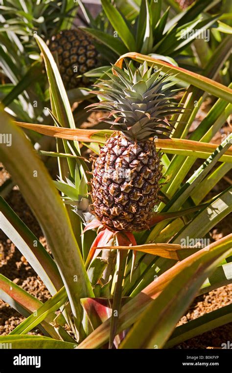 Hawaiian Pineapple Growing Stock Photo Alamy