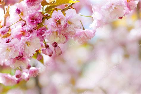 Pink Cherry Blossoms Background Stock Photo By ©elenathewise 39354555