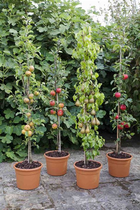 Fruit Trees Home Gardening Apple Cherry Pear Plum Plant Fruit Trees In Containers