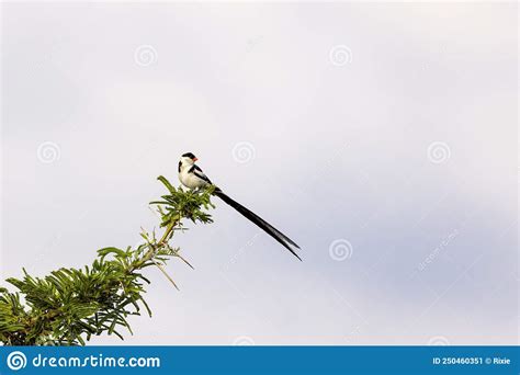 A Pin Tailed Whydah Vidua Macroura Perched On A Thorny Acacia Branch