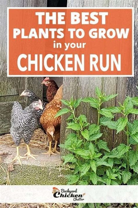 Chickens Are Standing In Front Of A Sign That Says The Best Plants To