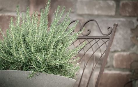 Rosemary Care 101 Tips And Tricks For A Thriving Herb 2023