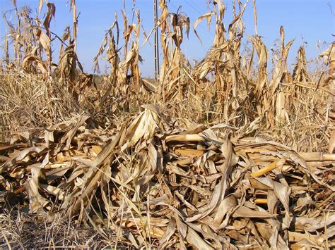 Extend The Grazing Season With Corn Stalks News Dakota