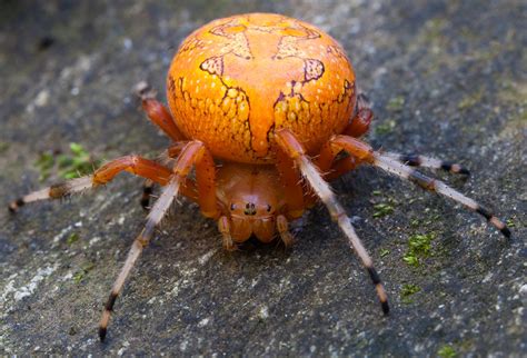 Orange Marbled Orb Weaver Araneus Marmoreus Found In Pis Flickr