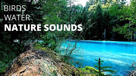 Nature Sounds Try Listening For 3 Minutes Youtube
