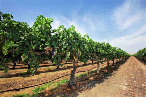 Agriculture Looking Down Between Rows Of An Autumn Royal Table Grape