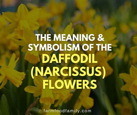 The Fascinating Meaning And Symbolism Of Daffodil Narcissus Flowers