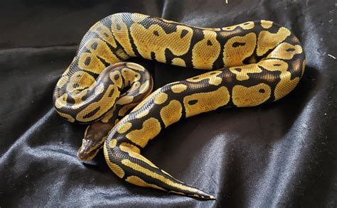 Ball Python Bite Does It Hurt What You Need To Know