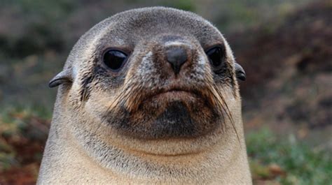 Seals Are Assholes