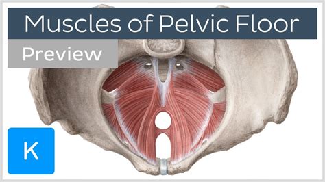 Anatomy Muscles Pelvis The Pelvic Floor Structure Function Muscles