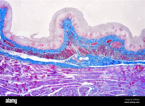 Stratified Squamous Epithelium Hi Res Stock Photography And Images Alamy