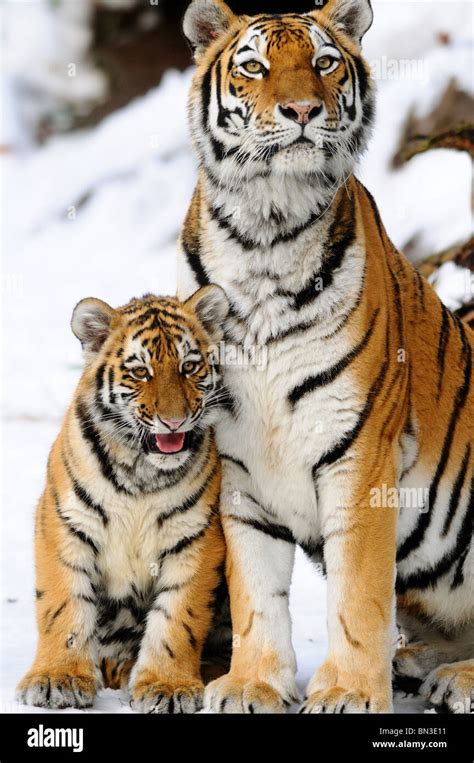 Cute Siberian Tiger Cubs