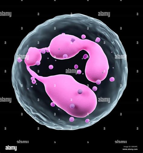 Human White Blood Cell Illustration Stock Photo Alamy