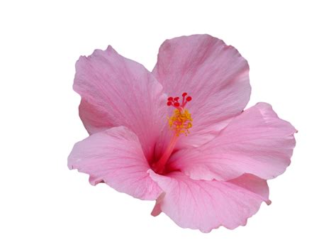 Transparent Flowers — Pink Transparent Hibiscus Transparent Flowers