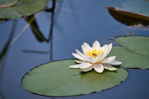 Water Lily Flower Meaning Symbolism And Colors Pansy Maiden