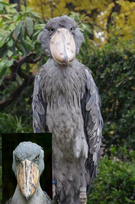 shoebill stork   amazing  awesome  creepy     weird birds