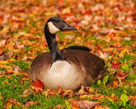 Goose In Autumn Active Assignment Weekly October 14 21 Flickr