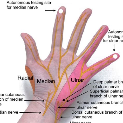 Arterial Circulation In The Forearm And Hand Download Scientific Diagram