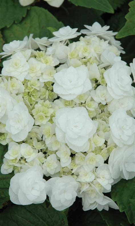 Pure White Double Flowered Hydrangea Wedding Gown White Flower Farm